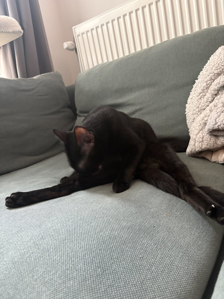 nictonya's tweet photo. @NoraPotwora This is Frankie, he is a bit of a weirdo https://t.co/Ne6lpFwkwl