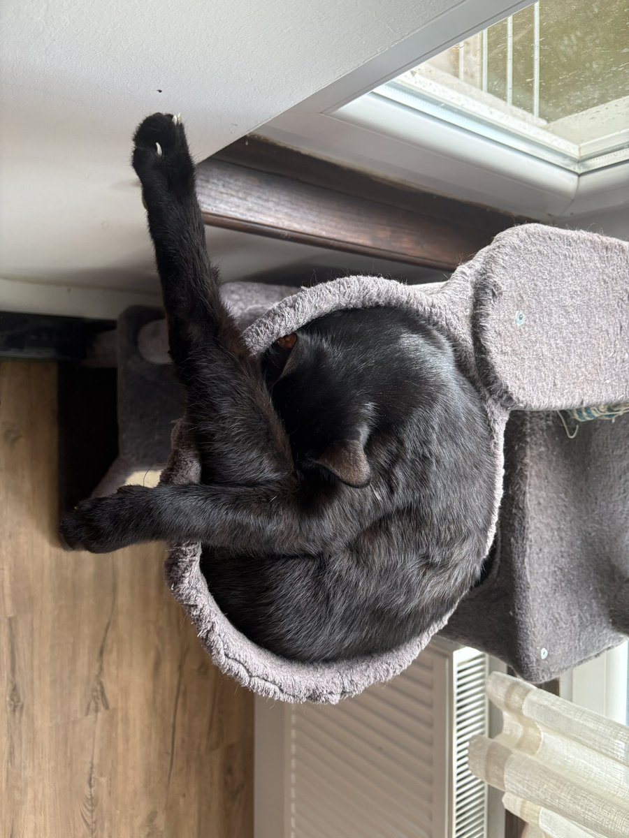 nictonya's tweet photo. @NoraPotwora This is Frankie, he is a bit of a weirdo https://t.co/Ne6lpFwkwl