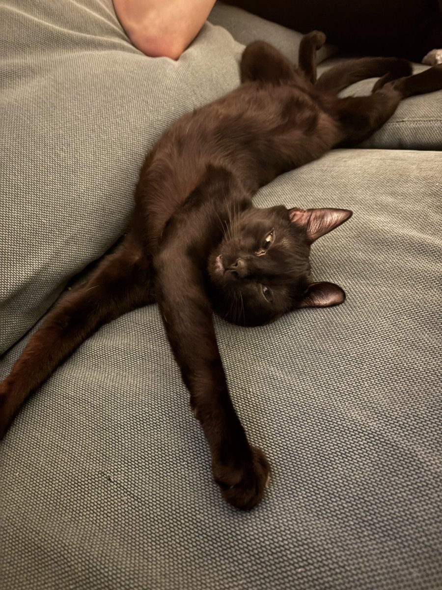 nictonya's tweet photo. @NoraPotwora This is Frankie, he is a bit of a weirdo https://t.co/Ne6lpFwkwl