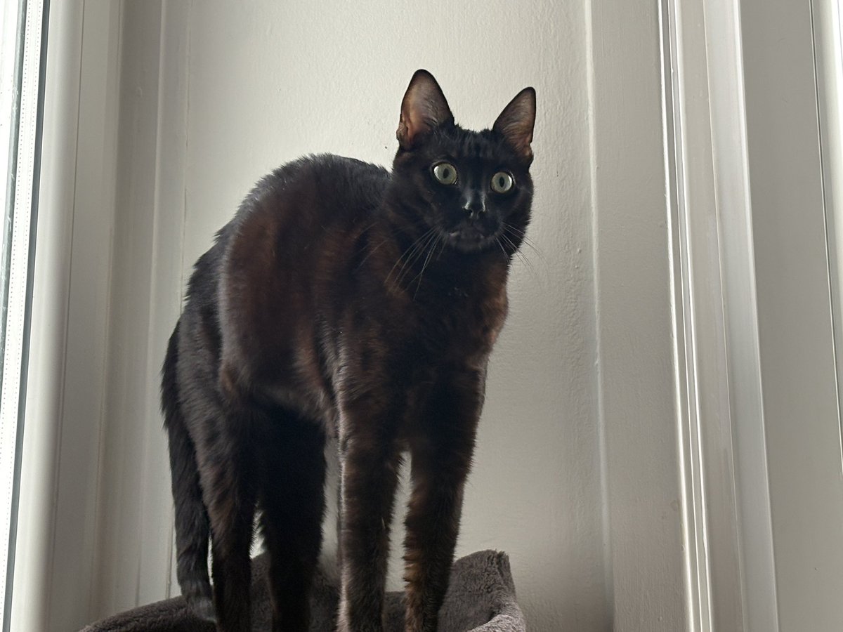 nictonya's tweet photo. @NoraPotwora This is Frankie, he is a bit of a weirdo https://t.co/Ne6lpFwkwl