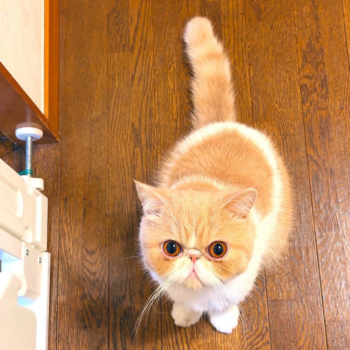 ponchanmvp's tweet photo. 遊んでよぉ🐈 https://t.co/oJNkDJjBO4