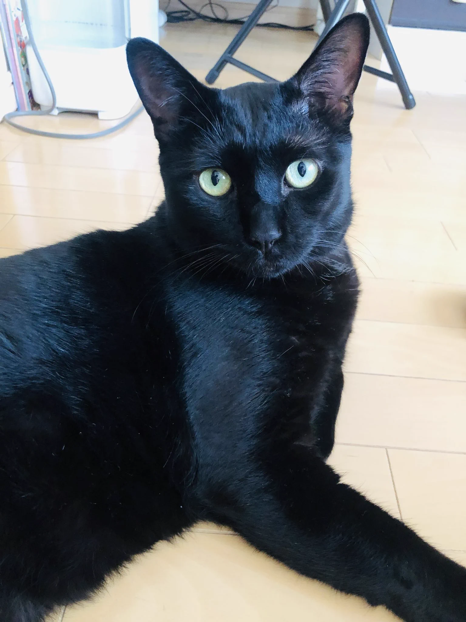 かずよん🐈‍⬛黒猫りゅう🌟10/24.25ラブリーにゃんフェスタ on X