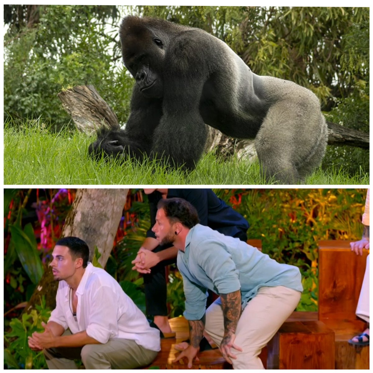ConBatayPeineta's tweet photo. Buscarme las diferencias...porque yo no las veo  🤔
#LaIslaDeLasTentaciones7 https://t.co/RCEmSjO9a1