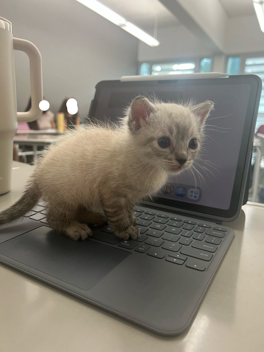 waifubjorn's tweet photo. english professor brought this ridiculously adorable kitten to our lecture today. i love this class https://t.co/5YSYtFabTZ