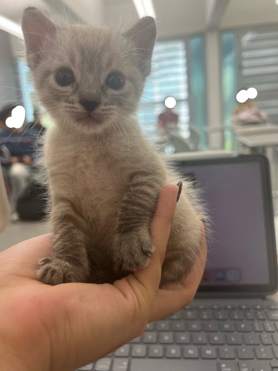 waifubjorn's tweet photo. english professor brought this ridiculously adorable kitten to our lecture today. i love this class https://t.co/5YSYtFabTZ