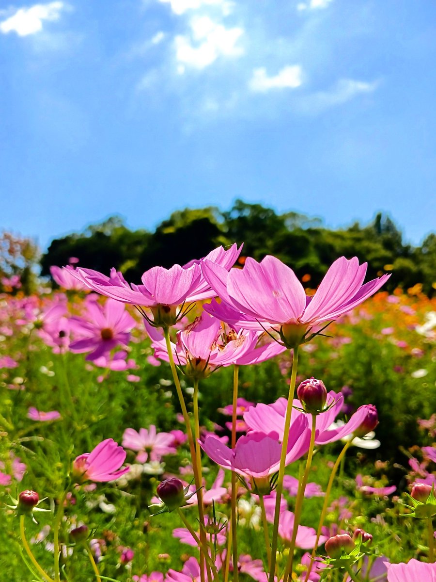 harukun521's tweet photo. おはようございます
いいことありますように

#写真好きな人と繋がりたい 
#花 https://t.co/3nrRDAUXQ4