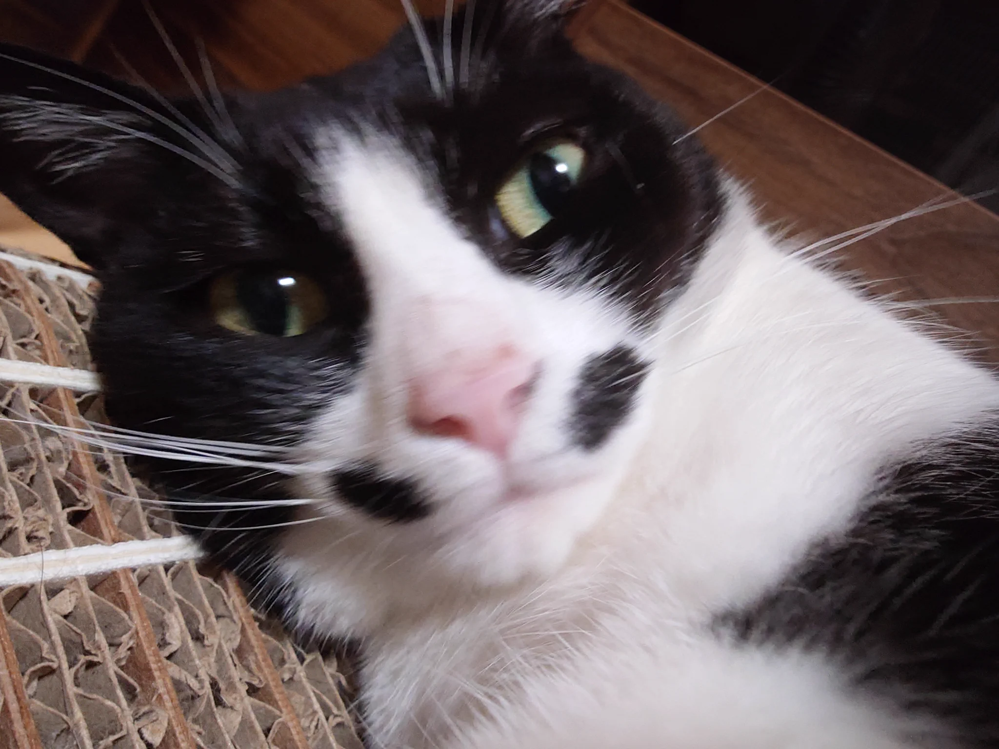○chat noir○ on X: 