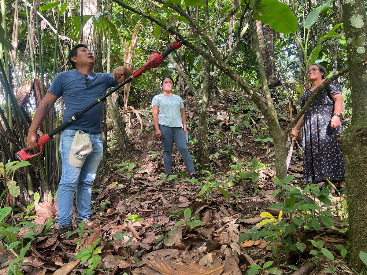 Agricultura_CZ2's tweet photo. #Napo | En la parroquia Puerto Napo, arrancó la formación de brigadistas del proyecto AgroJoven Cacao.

La iniciativa, desarrollada junto a @FAOEcuador, y @AgrocalidadEC, prepara a la juventud rural para aplicar estos conocimientos directamente en territorio. https://t.co/yWVI49KHOH