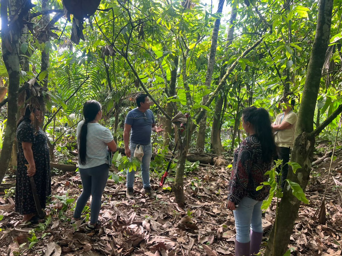 Agricultura_CZ2's tweet photo. #Napo | En la parroquia Puerto Napo, arrancó la formación de brigadistas del proyecto AgroJoven Cacao.

La iniciativa, desarrollada junto a @FAOEcuador, y @AgrocalidadEC, prepara a la juventud rural para aplicar estos conocimientos directamente en territorio. https://t.co/yWVI49KHOH