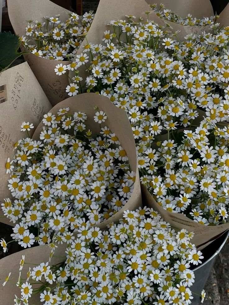 dreamyflowerrs's tweet photo. daisies https://t.co/YF3iDXcFS3