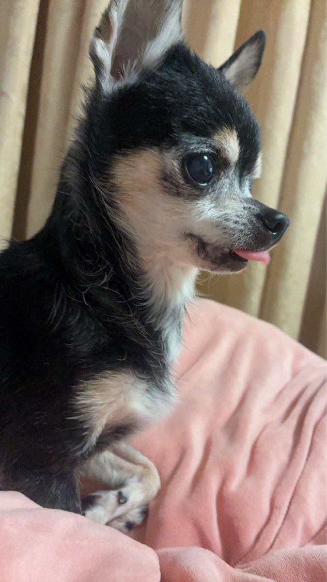 suteki_dog's tweet photo. @t22lax ぶたまんしゃん、ありがとうワン✨ https://t.co/uefKp18WcG