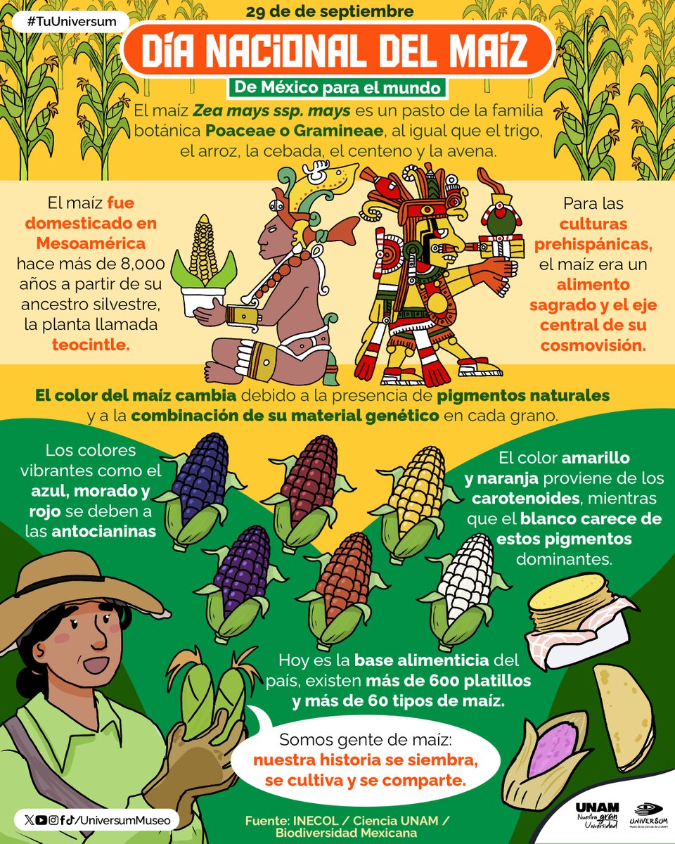 UniversumMuseo's tweet photo. El maíz no es solo un alimento; 🌮 es identidad, 👩‍🦰🧔‍♂️ es cultura, 🇲🇽 es seguridad alimentaria.  🌽🌽🌽🌽
Hoy lo celebramos. 🥳

#TuUniversum https://t.co/ZWf6qV67gw