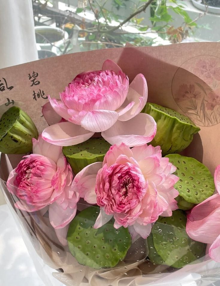 dreamyflowerrs's tweet photo. lotus https://t.co/WkLr2iFFRr