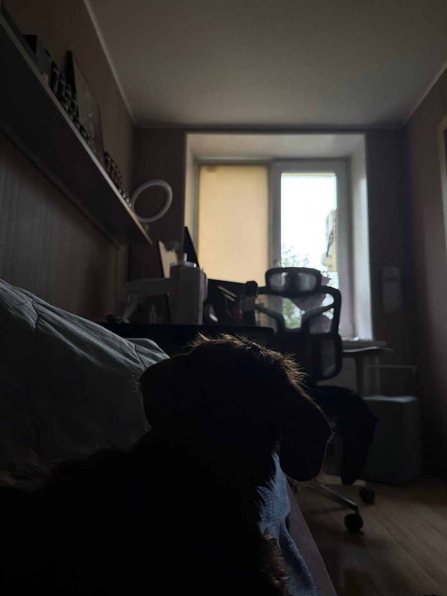 meowmaruuu's tweet photo. Teodor 🐶🐶 https://t.co/dpTK8lozbl