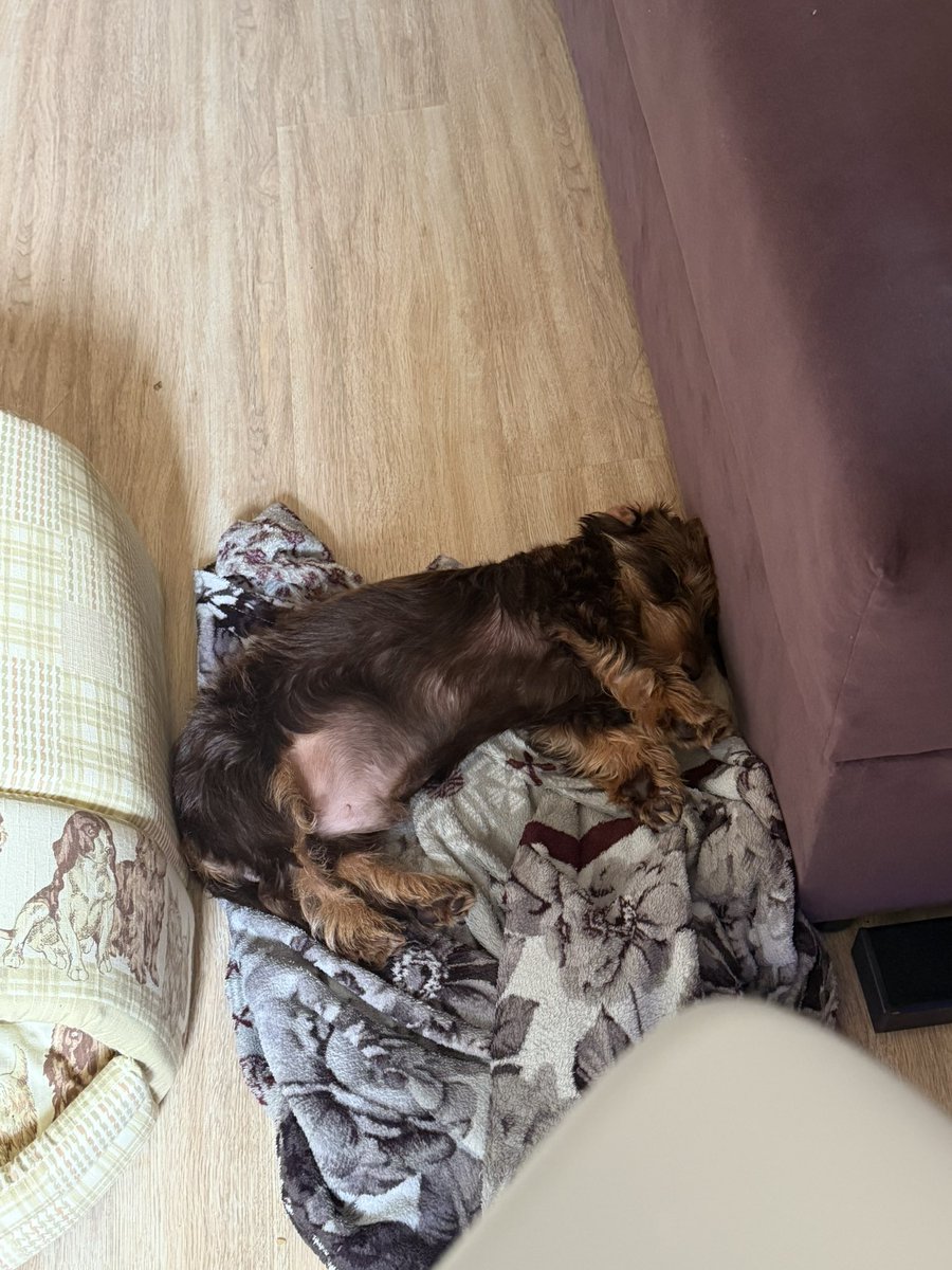 meowmaruuu's tweet photo. Teodor 🐶🐶 https://t.co/dpTK8lozbl