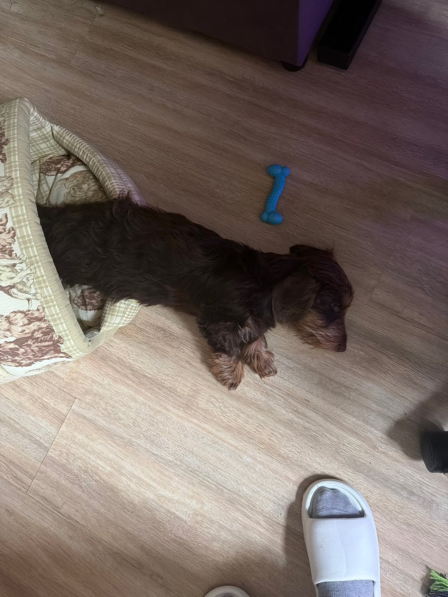 meowmaruuu's tweet photo. Teodor 🐶🐶 https://t.co/dpTK8lozbl