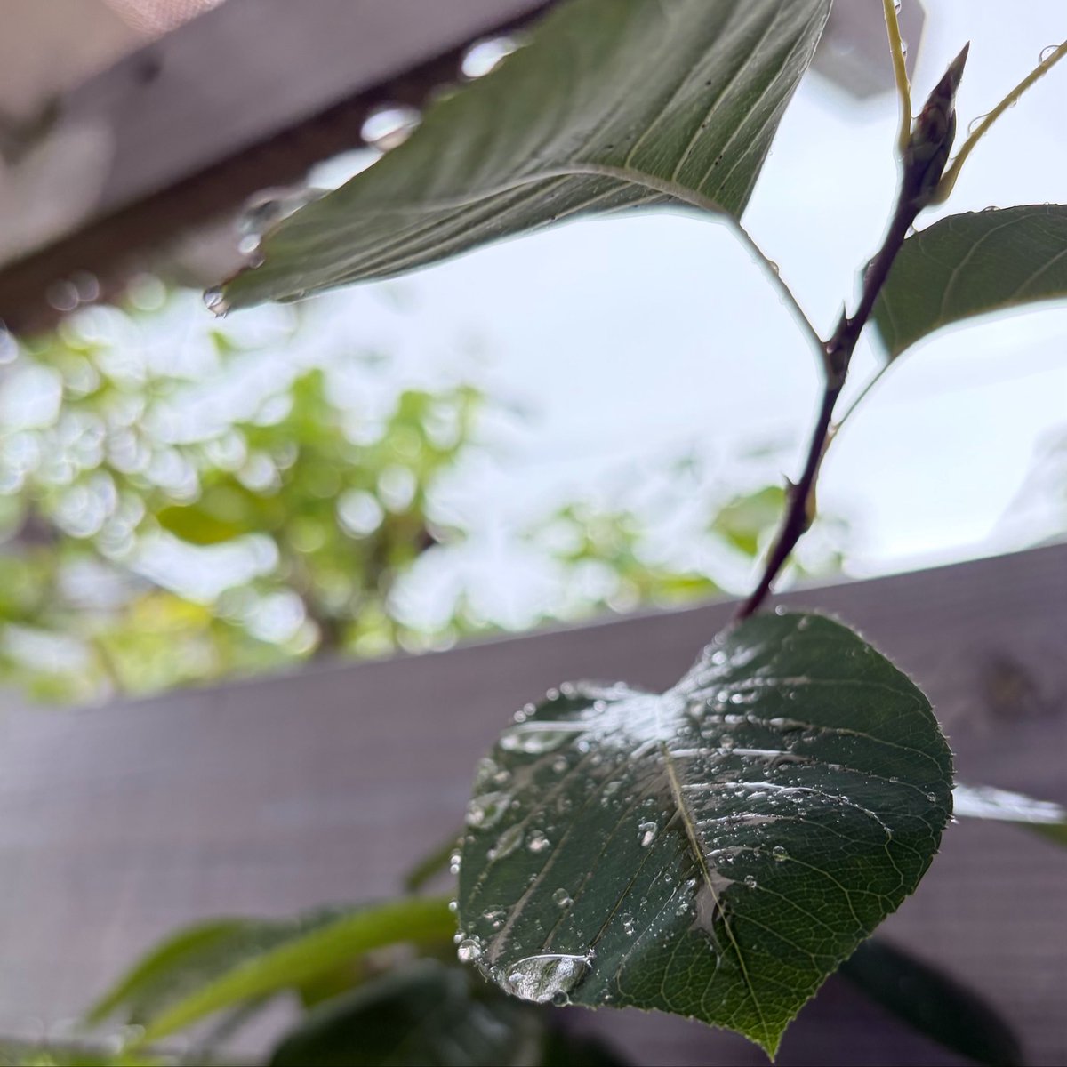 _ryokuha_'s tweet photo. おはようございます🧚‍♀️
今日も雨ですなぁ☺️

#ガーデナー
#ジューンベリー
#雨 https://t.co/OK6ulIftrs