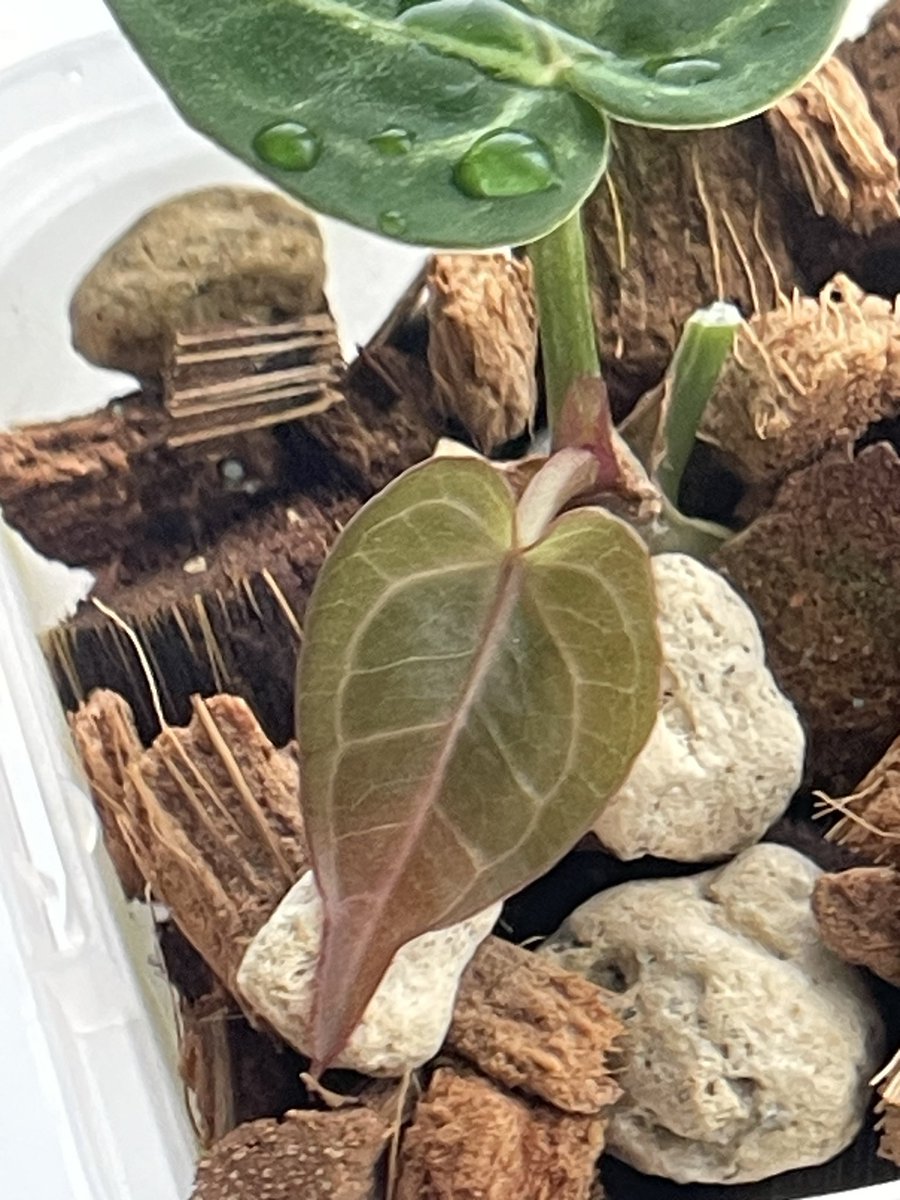 92612IRVINE's tweet photo. #Anthurium
#アンスリウム
4月にSKGの名でお迎え
参考写真はシルバーでした．
10枚目 https://t.co/sMbgCTTtQm