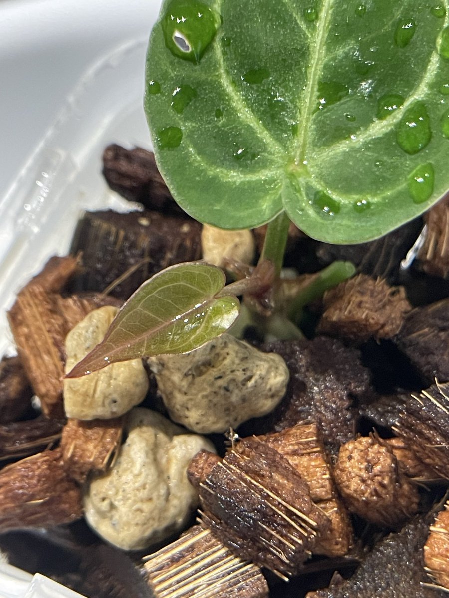 92612IRVINE's tweet photo. #Anthurium
#アンスリウム
4月にSKGの名でお迎え
参考写真はシルバーでした．
10枚目 https://t.co/sMbgCTTtQm