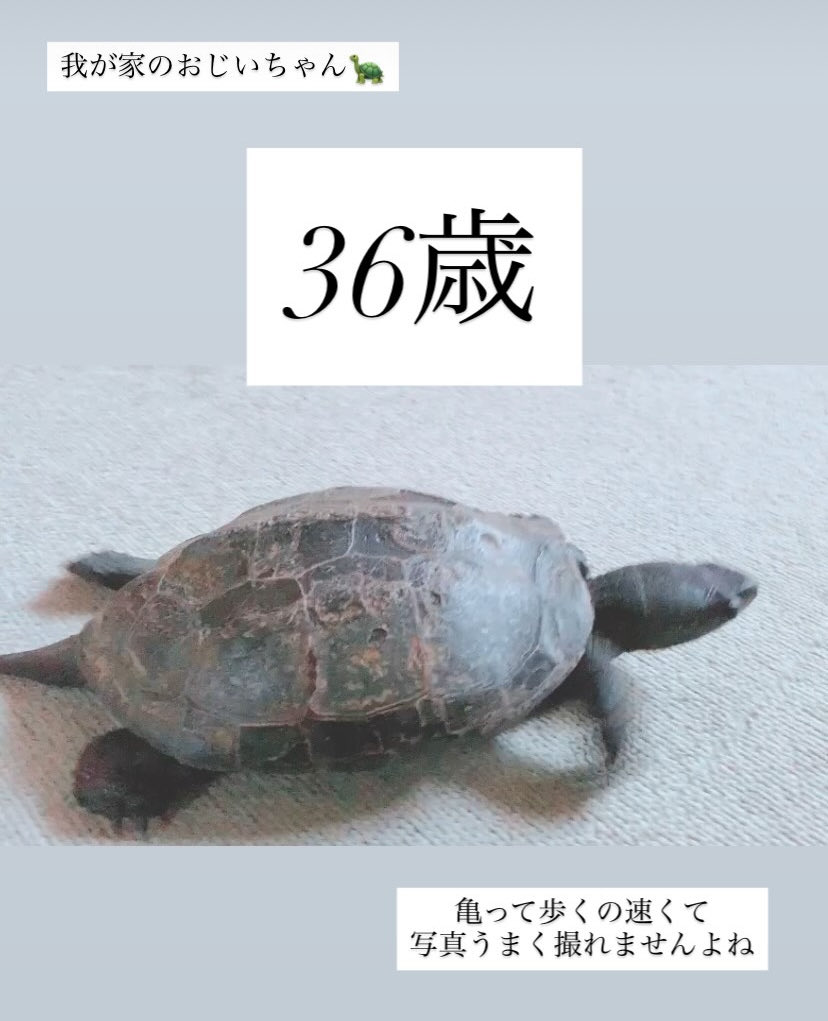 jolnent's tweet photo. 亀って足速いですよね🐢💨🐇💨 https://t.co/FElU7KpugY