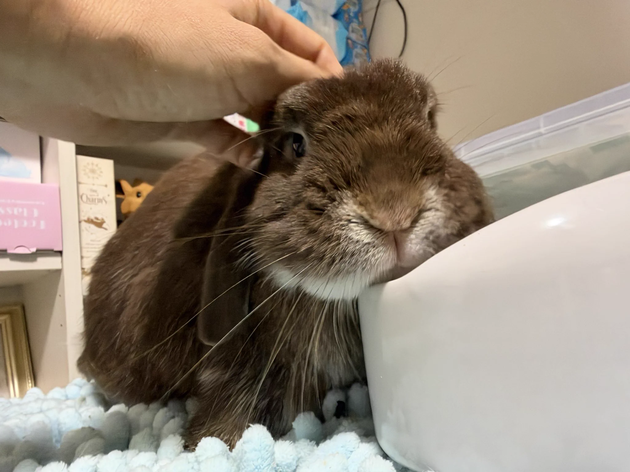 今日もうちのうさぎがかわいい on X: 