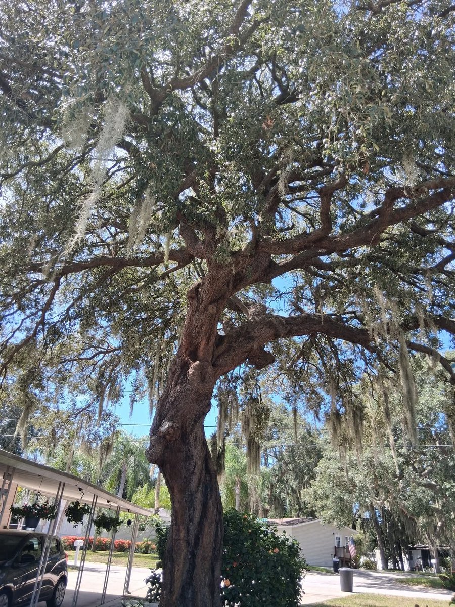 SaulGoodman727's tweet photo. Live oak keeps the power bills down https://t.co/m8dcclpPNL
