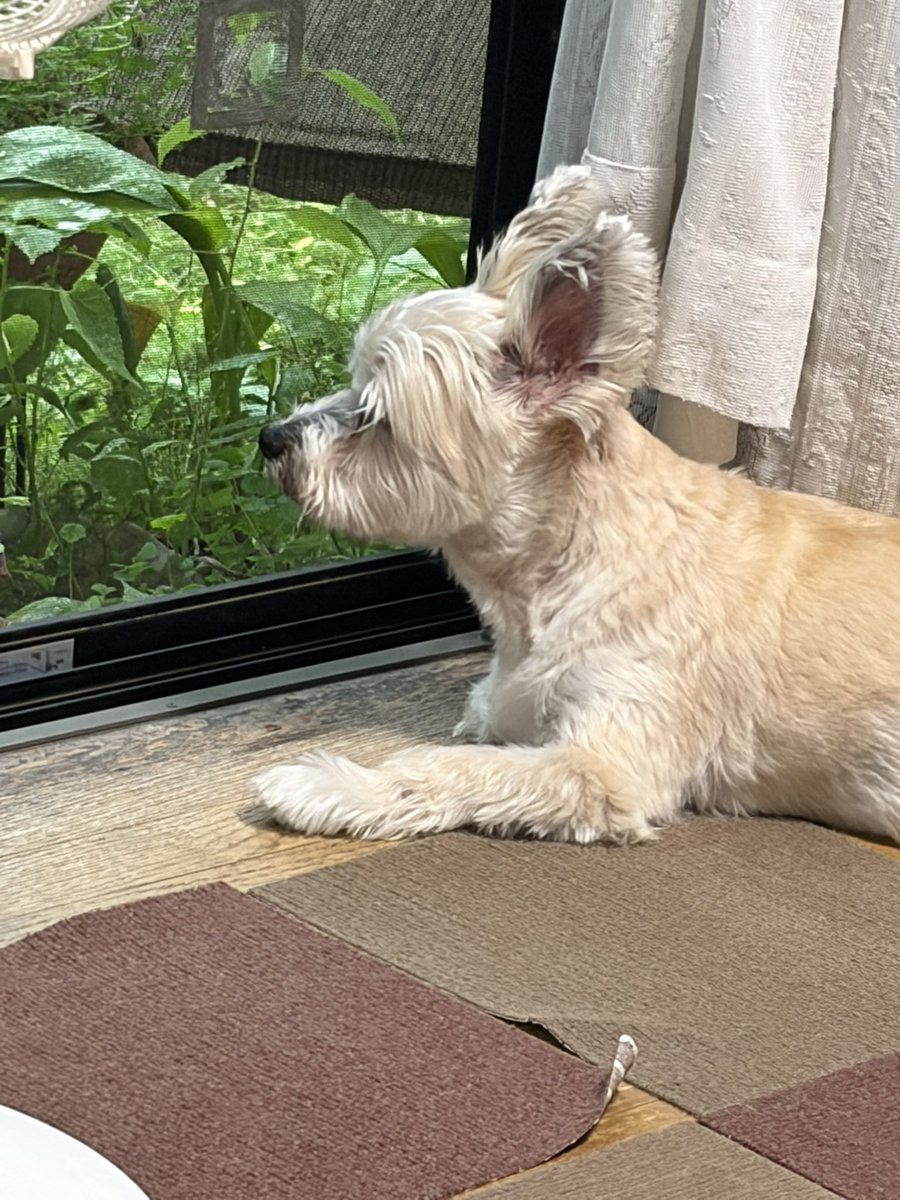 24smile5y's tweet photo. おはようございます
今日は1日雨だってー🐶 https://t.co/MvNkDwExt1