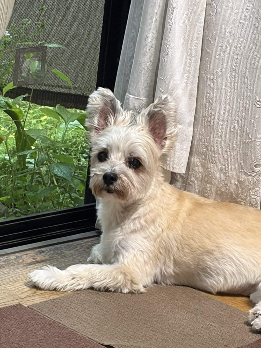 24smile5y's tweet photo. おはようございます
今日は1日雨だってー🐶 https://t.co/MvNkDwExt1