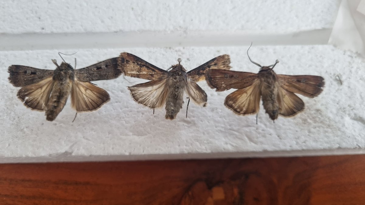 TheHolyHabibee's tweet photo. Three bogong moths (Agrotis infusa) caught the bathroom last week

Two males and one female (rightmost specimen). Slight variations between individuals, leftmost male probably discoloured due to extended time in killing jar (woops)

Getting better at pinning; antennae & forelegs still need work