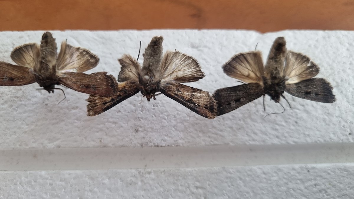 TheHolyHabibee's tweet photo. Three bogong moths (Agrotis infusa) caught the bathroom last week

Two males and one female (rightmost specimen). Slight variations between individuals, leftmost male probably discoloured due to extended time in killing jar (woops)

Getting better at pinning; antennae & forelegs still need work