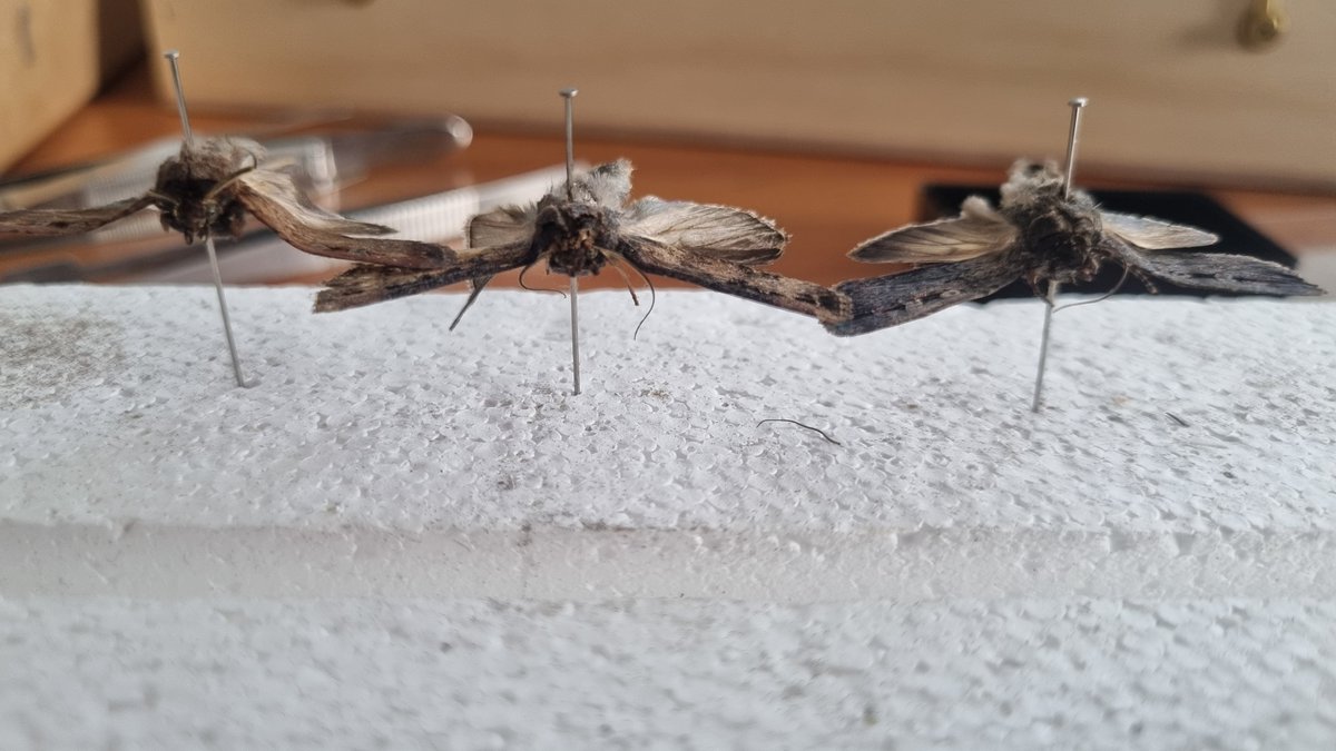 TheHolyHabibee's tweet photo. Three bogong moths (Agrotis infusa) caught the bathroom last week

Two males and one female (rightmost specimen). Slight variations between individuals, leftmost male probably discoloured due to extended time in killing jar (woops)

Getting better at pinning; antennae & forelegs still need work