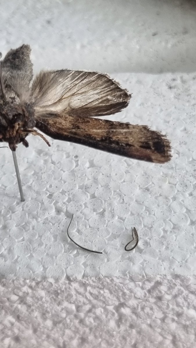 TheHolyHabibee's tweet photo. Three bogong moths (Agrotis infusa) caught the bathroom last week

Two males and one female (rightmost specimen). Slight variations between individuals, leftmost male probably discoloured due to extended time in killing jar (woops)

Getting better at pinning; antennae & forelegs still need work