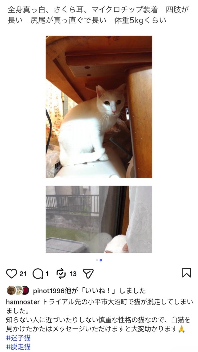 nyankoma2018's tweet photo. トライアル中の脱走です。

小平市大沼町近隣の皆さま、真っ白な外猫ちゃんみたらご連絡ください。
土地も人も何も分からない場所でとても不安だと思います。
早く見つけてあげたい。
Instagramより転載してます。
ご連絡はInstagramアカウント主さんへお願いいたします。

https://t.co/ZE33z7iCUn https://t.co/qcGRBRQY3g