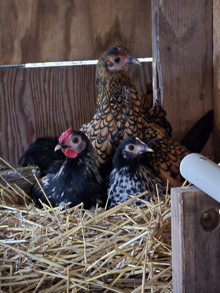 PipTheChick3's tweet photo. Proud mama https://t.co/3ifeofdCh9