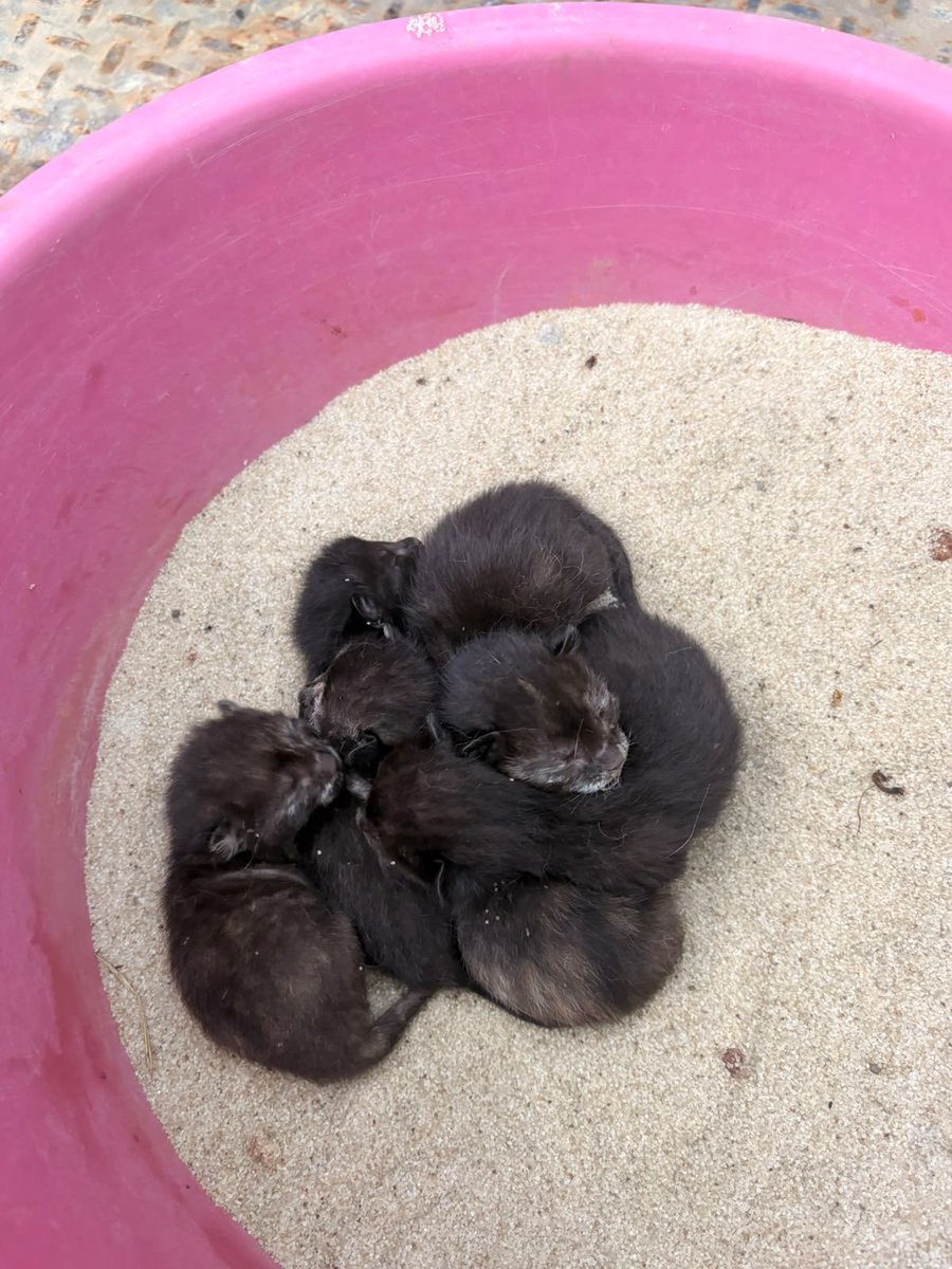 Alina_Gag's tweet photo. Estos bebés y su mamá están en una construcción

Es urgente sacarlos de ahí porque quieren envenenarlos 💔

Yo ahorita tengo dos camadas. No me cabe ni una más. Alguien podría resguardarlos?

Yo tomo fotos, difundo y ayudo con gastos hasta que se adopten 🙏🏻

CDMX https://t.co/hbAEHccS1O