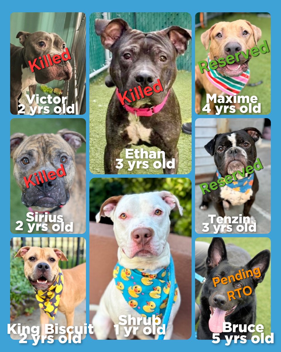 MorgFairsdogs's tweet photo. TAP Pledge Totals
#PLEDGES #NYCACC 
#MorgFairsDogs 

Kill Commands
Bruce $241 (pending RTO)
Shrub $306
King Biscuit $311 https://t.co/lCOflnCEO7