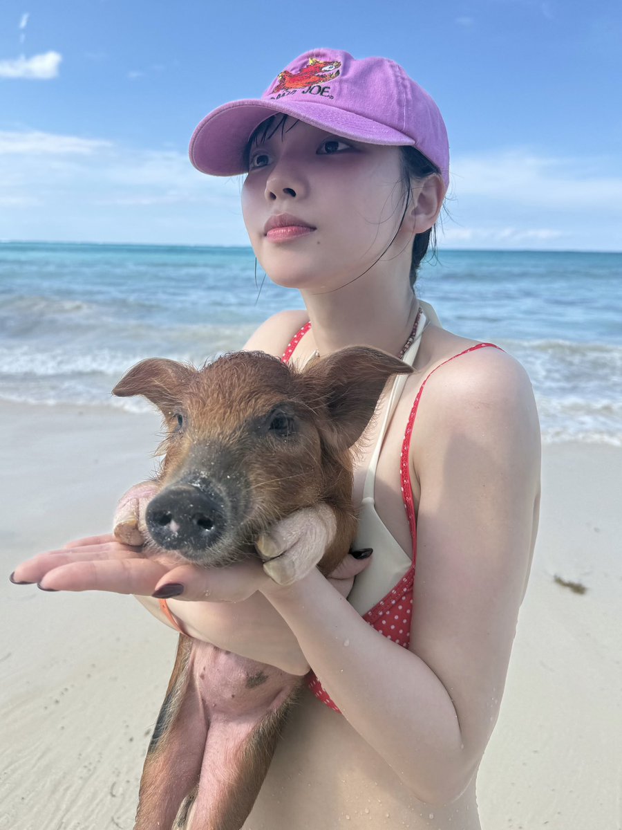 ujiminphoria's tweet photo. KARINA WENT TO BAHAMA AND FOUND A PIG. SHE’S SO RANDOM😭 https://t.co/V1oFwlH1He