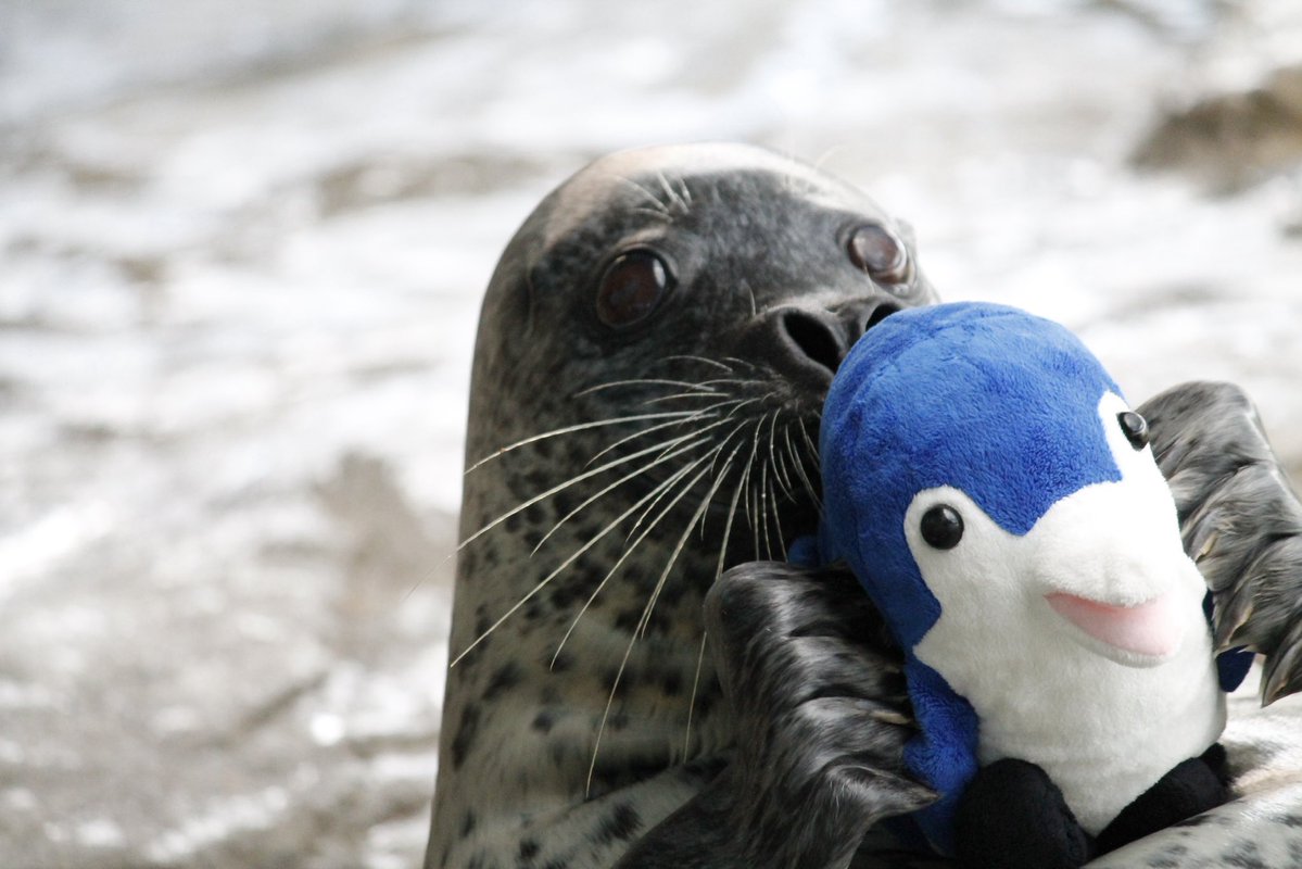 35saika's tweet photo. おはようございます🌞
今日も雨😭
この間好きな水族館でくじを引いたらまさかの2等が当たりました🎯
ちっさいこの子欲しいーって引いたはずが🤣
よく考えたらアザラシショーに出てきて抱っこしてるサイズと考えたらハピハピです✨
推しのさくらちゃん可愛い🫶
今日も一日頑張りましょう💪 https://t.co/B46qgahvGA