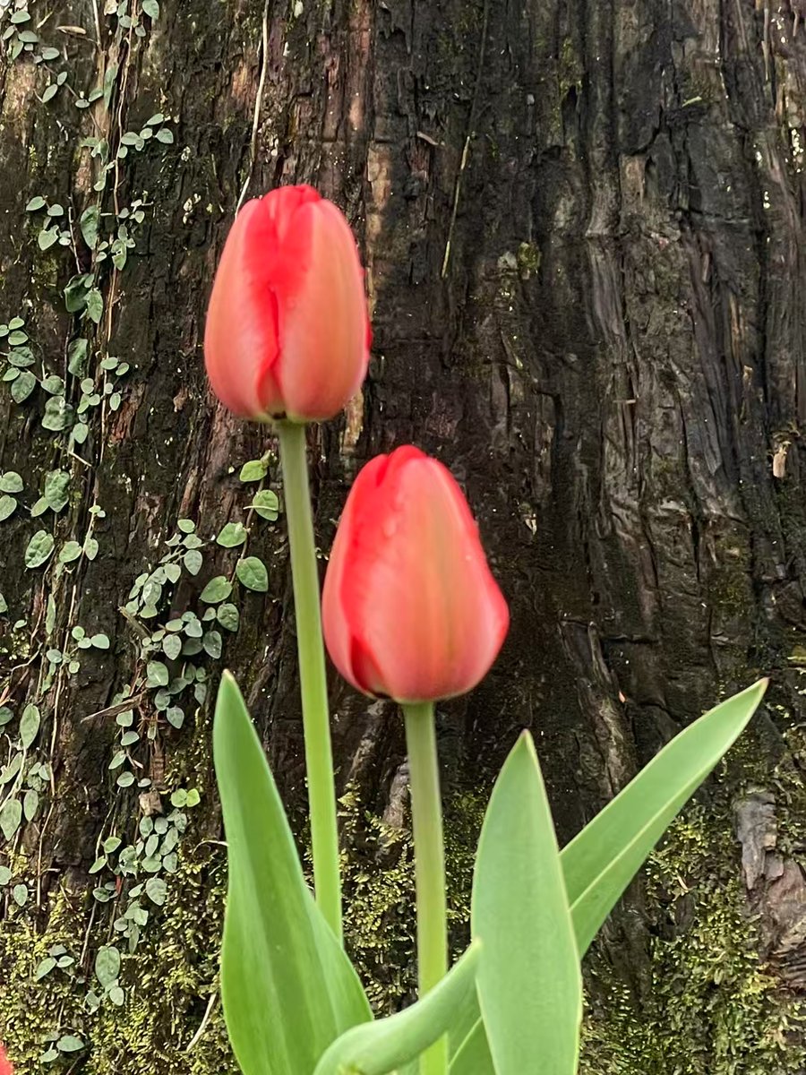 b2c60_704's tweet photo. [Fen still says it's the tiny, sweet scent of summer that lingers best in our memories]， https://t.co/DRh2ytHQnS