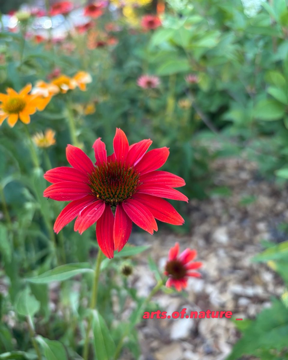MagnoliaBuhmann's tweet photo. Photos, photography, flowers, nature, bees, summer, Montreal garden, beautiful plants, floral beauty, love https://t.co/YMdvxjSUnP