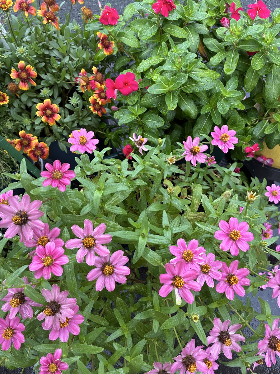 chatogin's tweet photo. かいぬし趣味の園芸🔰
雨続き☔️ 
色鮮やかな花とベビーリーフミックス🥬
#ニチニチソウ　#ジニア
#ベビーリーフ��
#ガーデニング　#プランター菜園 https://t.co/8Zftt17HMl