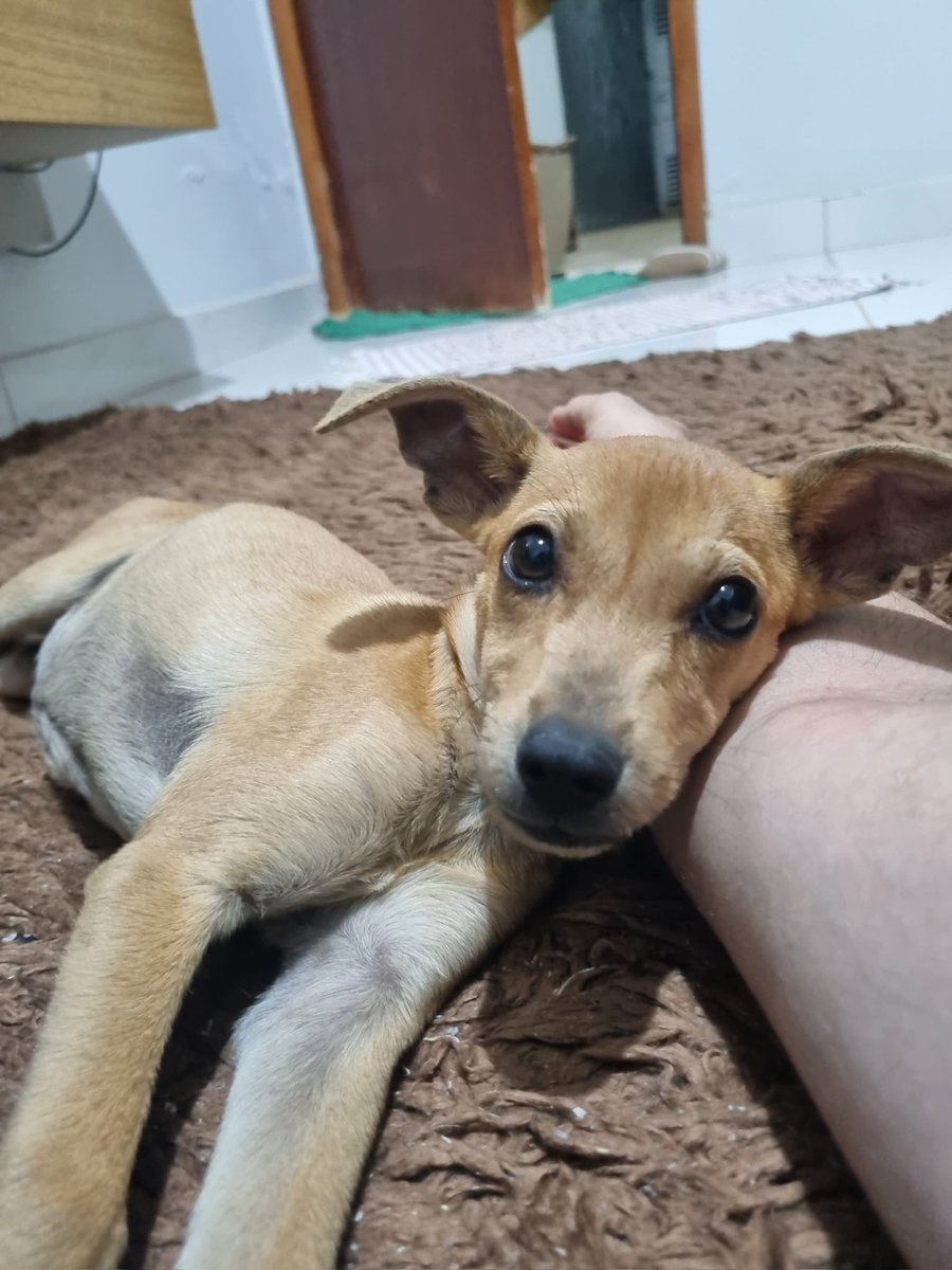 whosmaari's tweet photo. Adotamos uma caramelinho dia 20 e eu não sei como vivi 30 anos sem um bichinho 🥹
A mel é uma princesa https://t.co/9nrVu0Hb0r