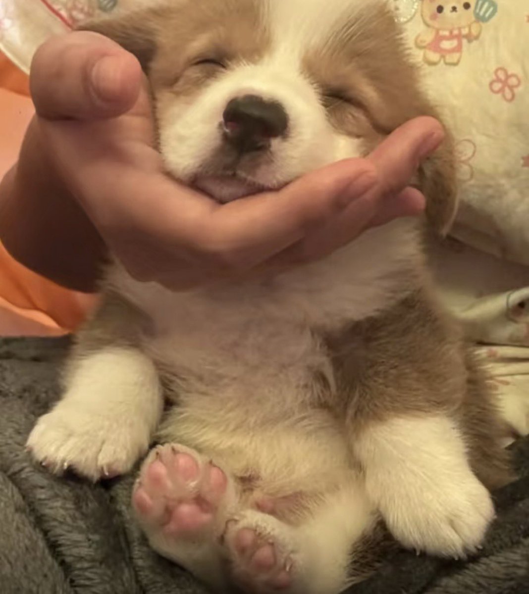 twaniimals's tweet photo. https://t.co/EEIiFDMjue