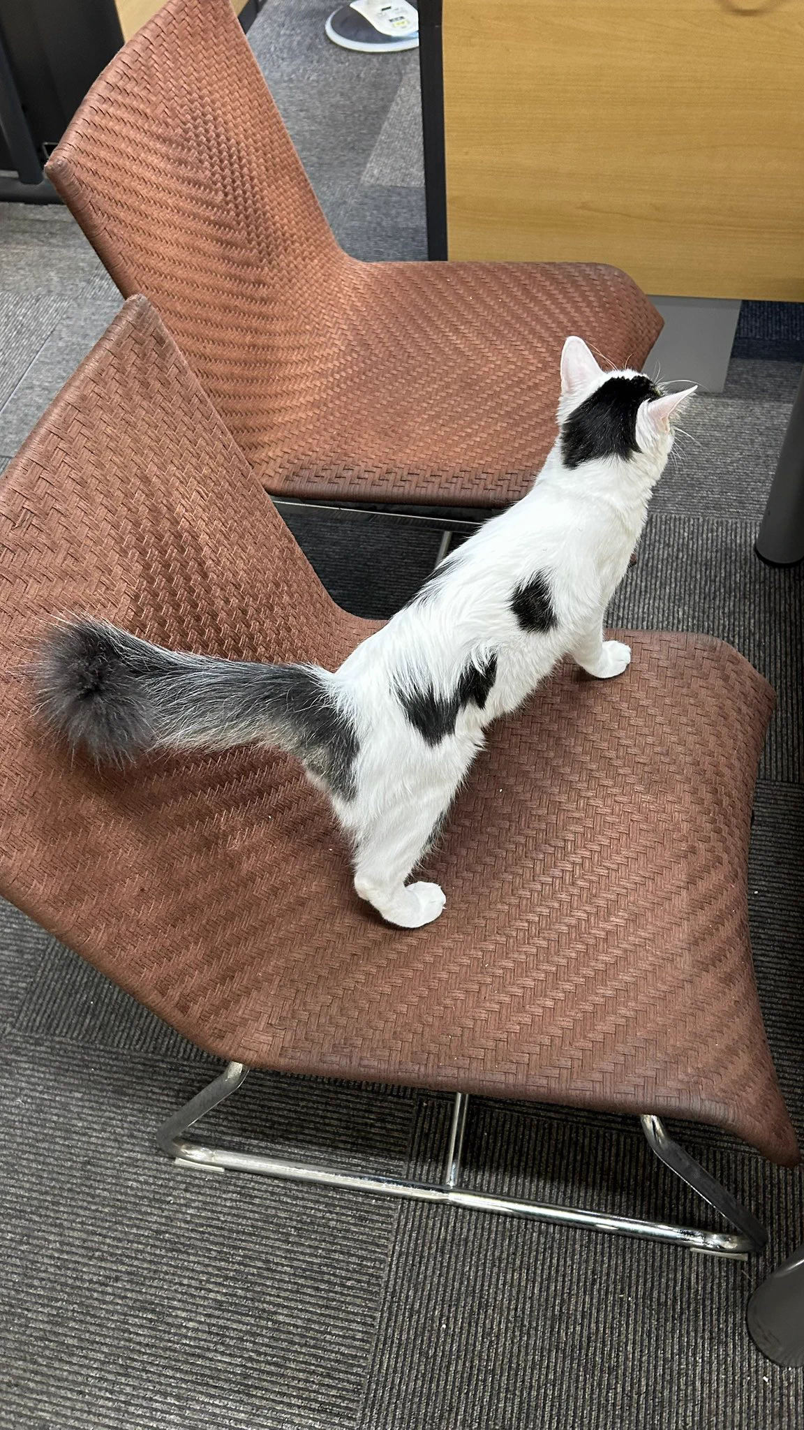 猫教授 on X: 