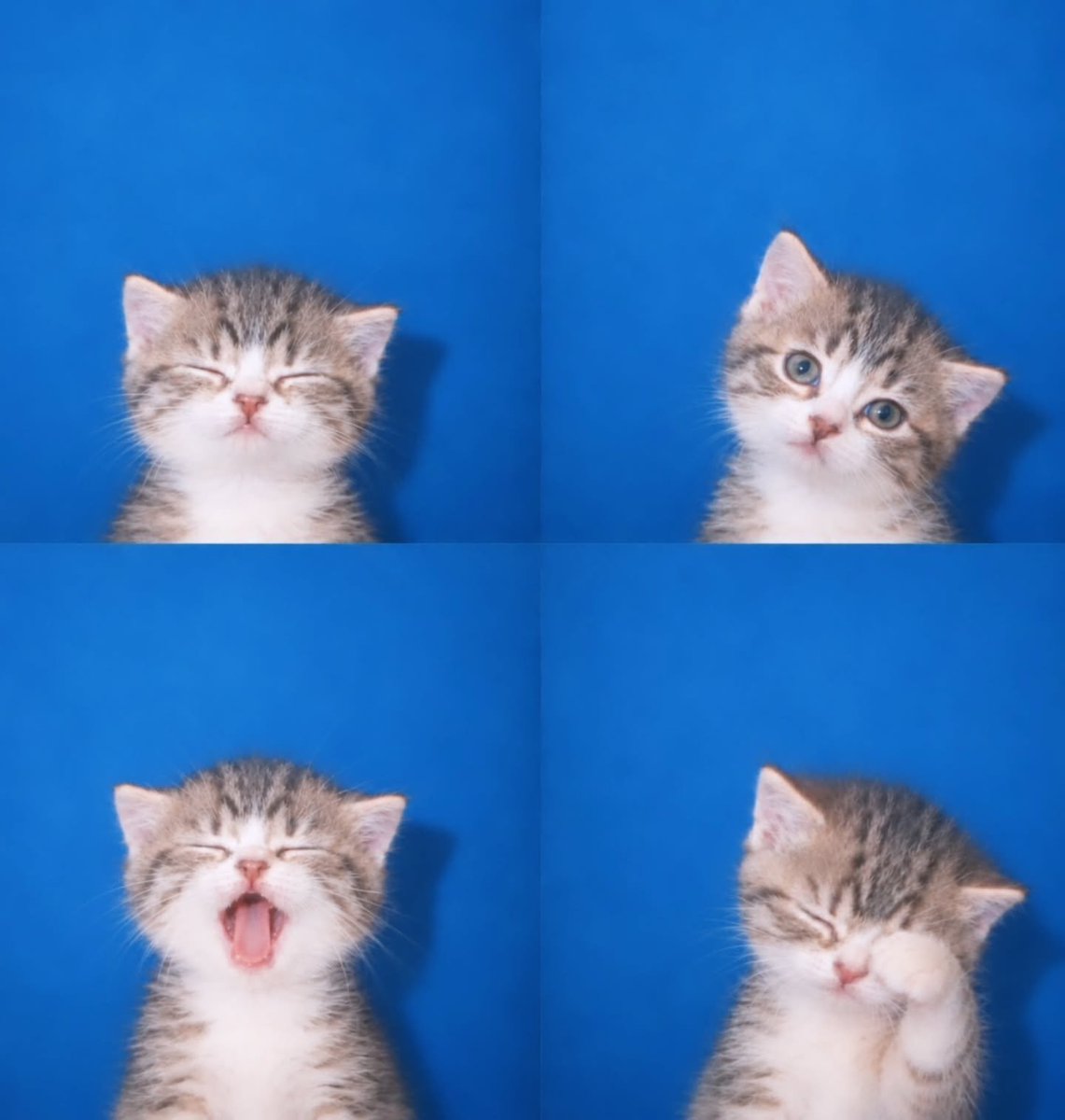 teukeep_'s tweet photo. meow 😻 https://t.co/G2WbjDeRih