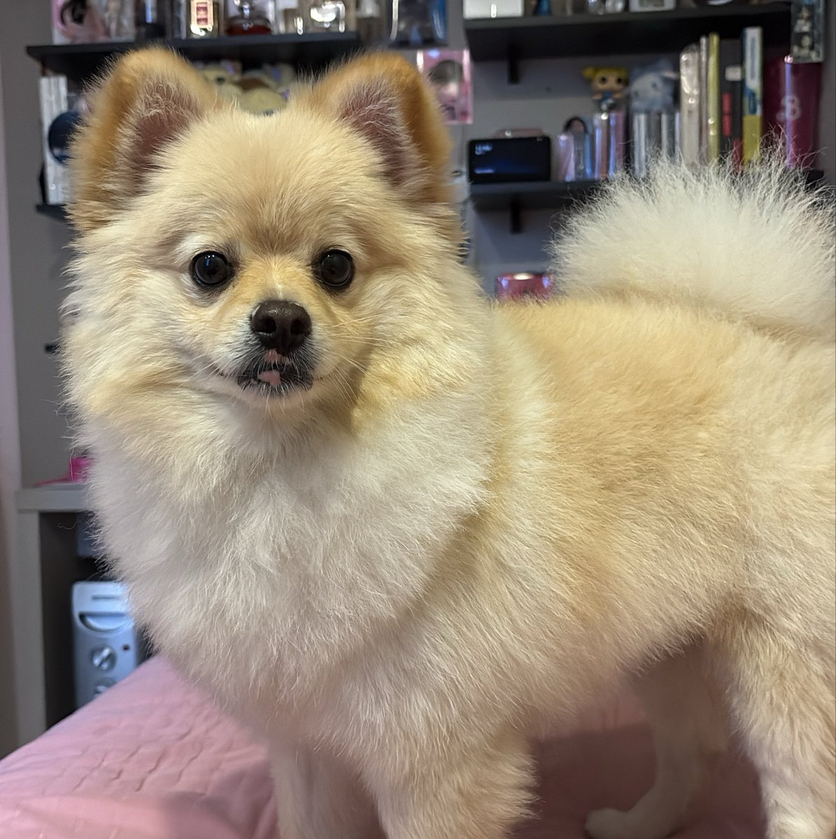 infoninfo's tweet photo. meu cachorro  ||   o nome dele https://t.co/G7yq5E8BSU