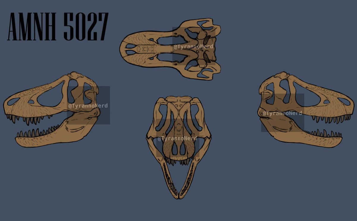 TyrannoNerd's tweet photo. Profile views of AMNH 5027 #paleoart #tyrannosaurus https://t.co/NZGgJtjtX1