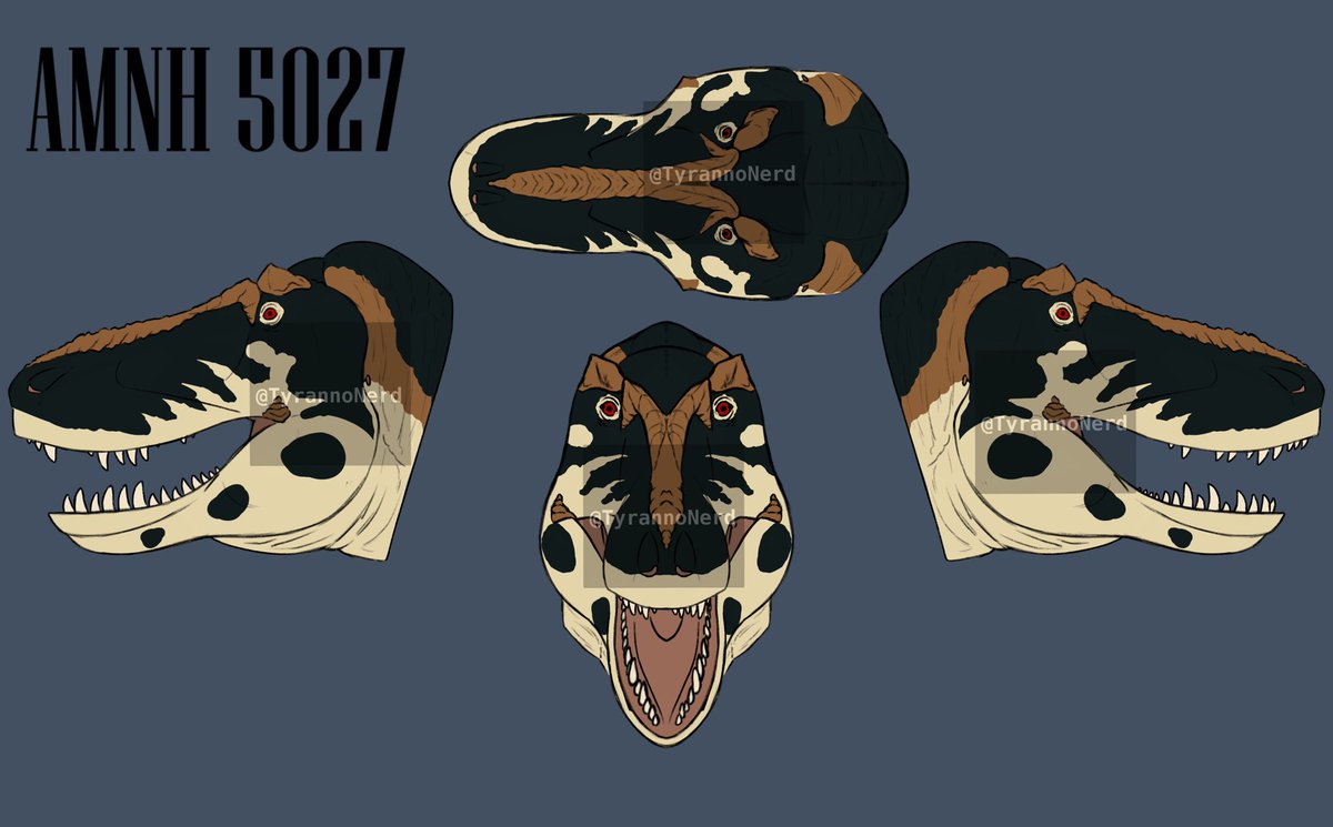 TyrannoNerd's tweet photo. Profile views of AMNH 5027 #paleoart #tyrannosaurus https://t.co/NZGgJtjtX1