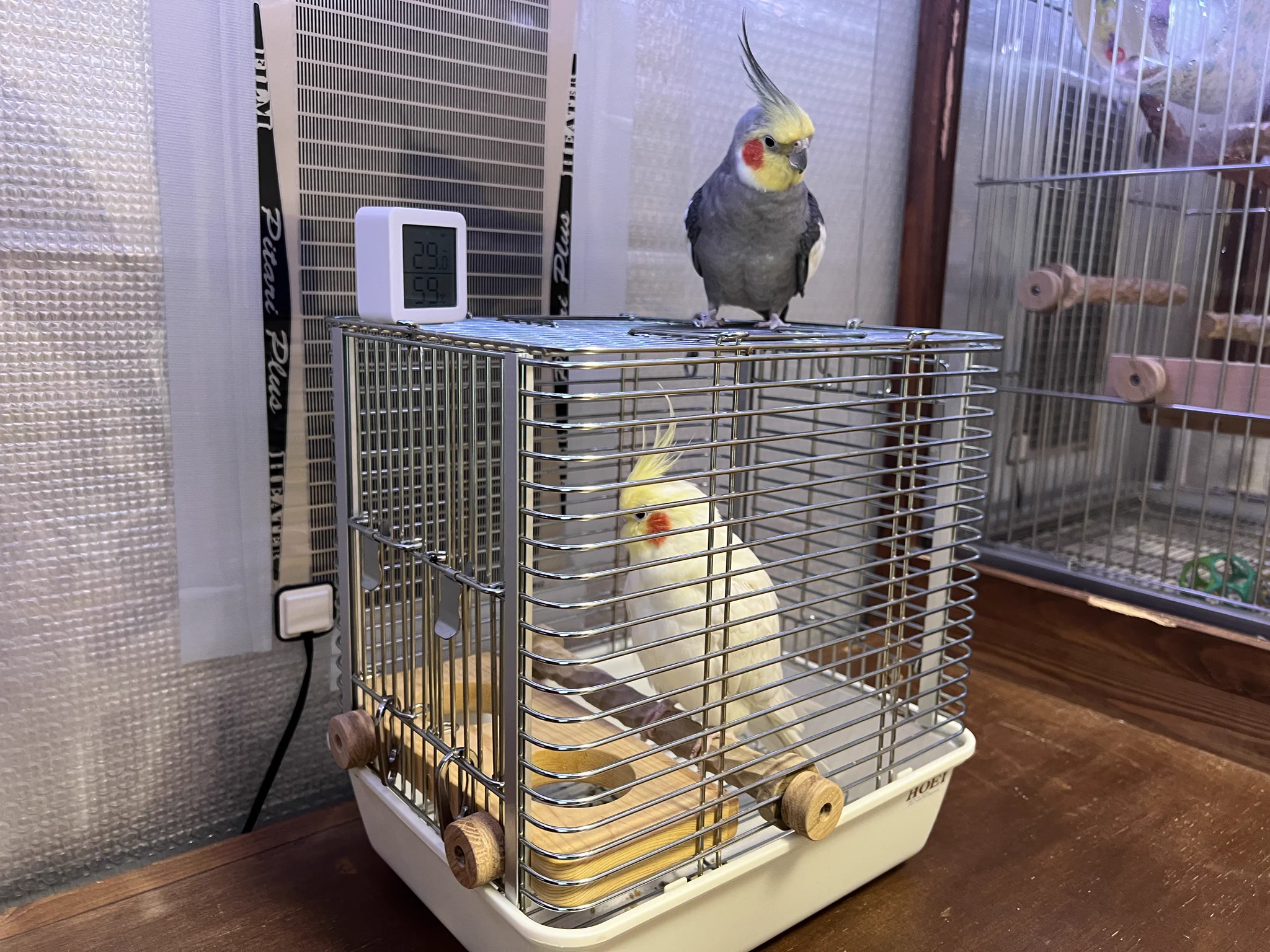 小福屋@鳥 on X: 