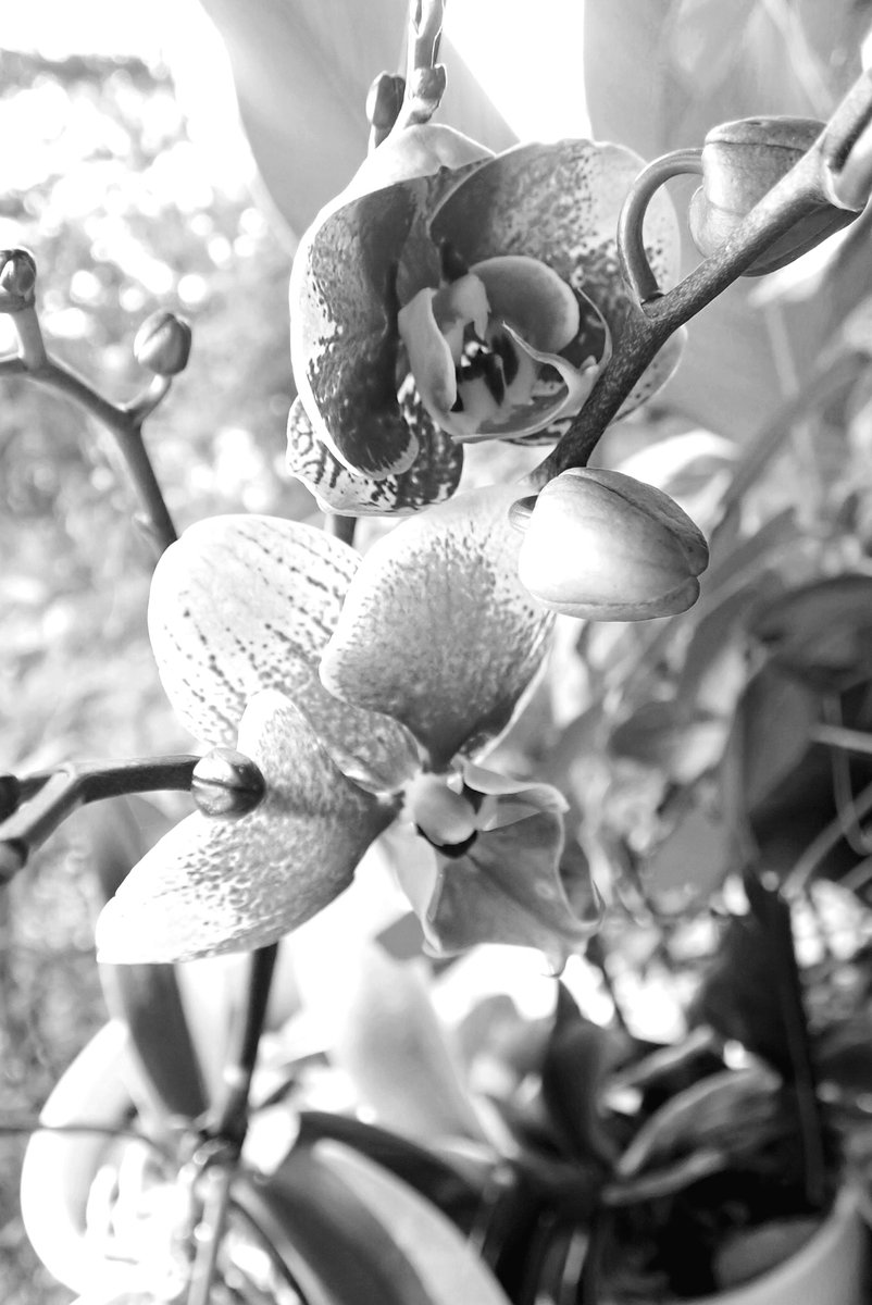 teresaholmes351's tweet photo. Even without color they still bloom. 🌺🖤🤍#MonochromeMonday https://t.co/evjdU5R9DJ